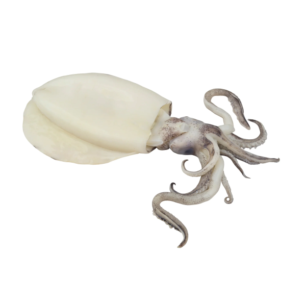 FROZENCLEANCUTTLEFISH500g_2000x